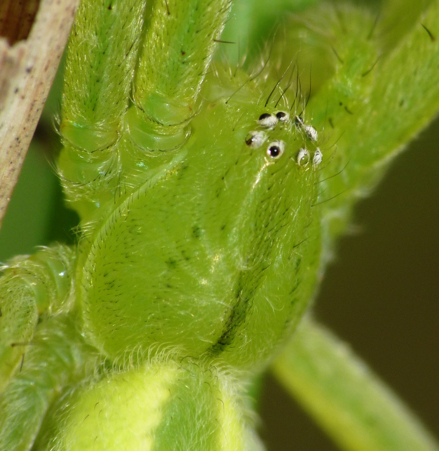 Micrommata virescens; Micrommata ligurina